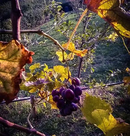 B&B Al Romani
